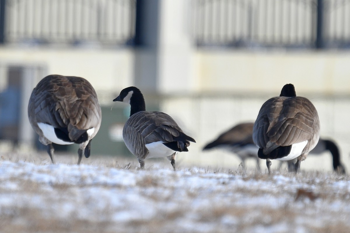 Cackling Goose - Joel Trick