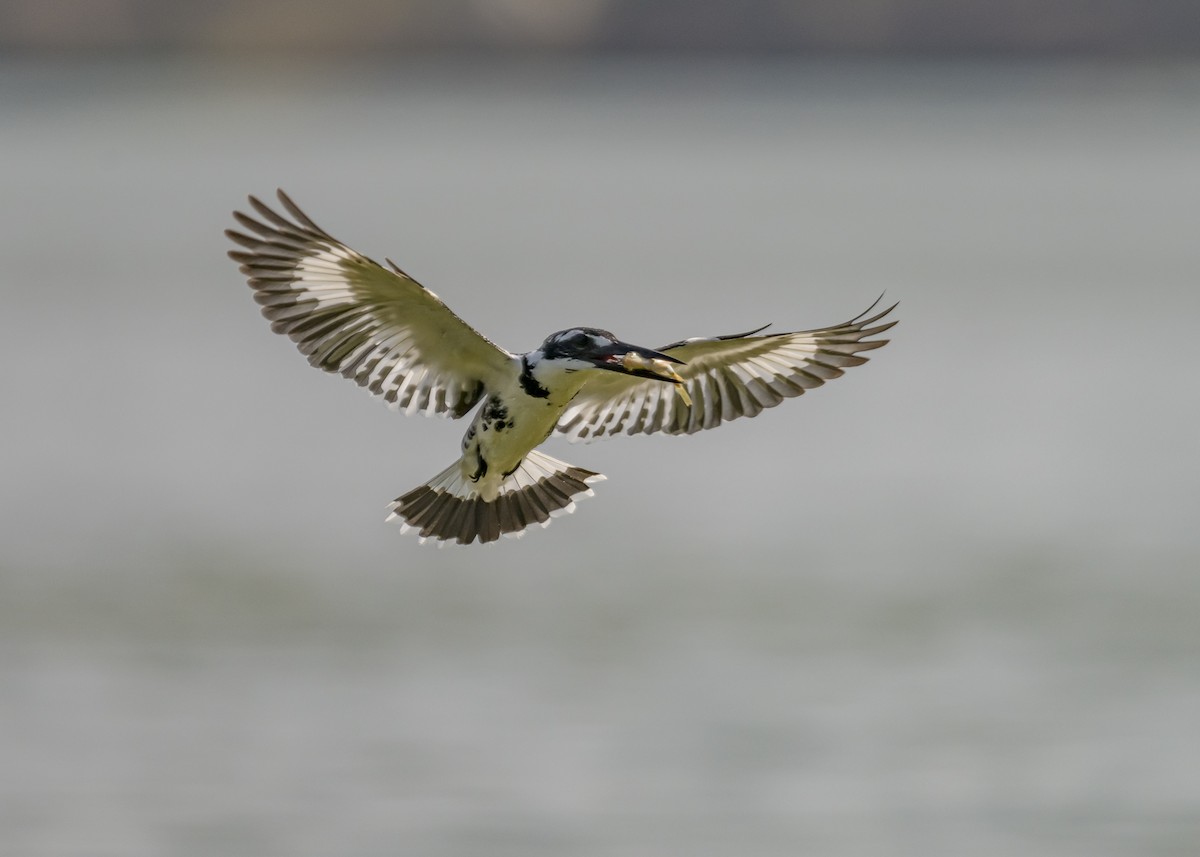 Pied Kingfisher - ML615048983