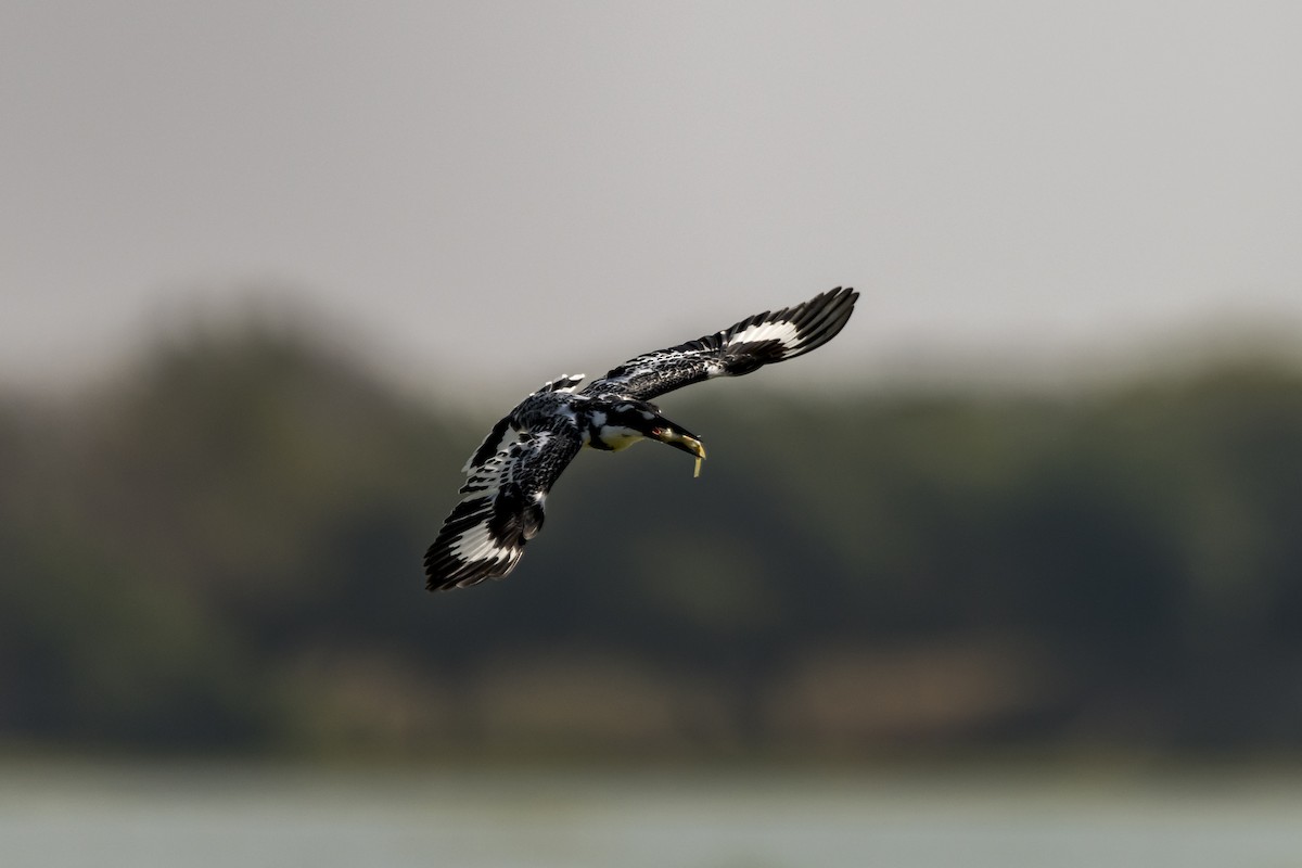 Pied Kingfisher - ML615048985