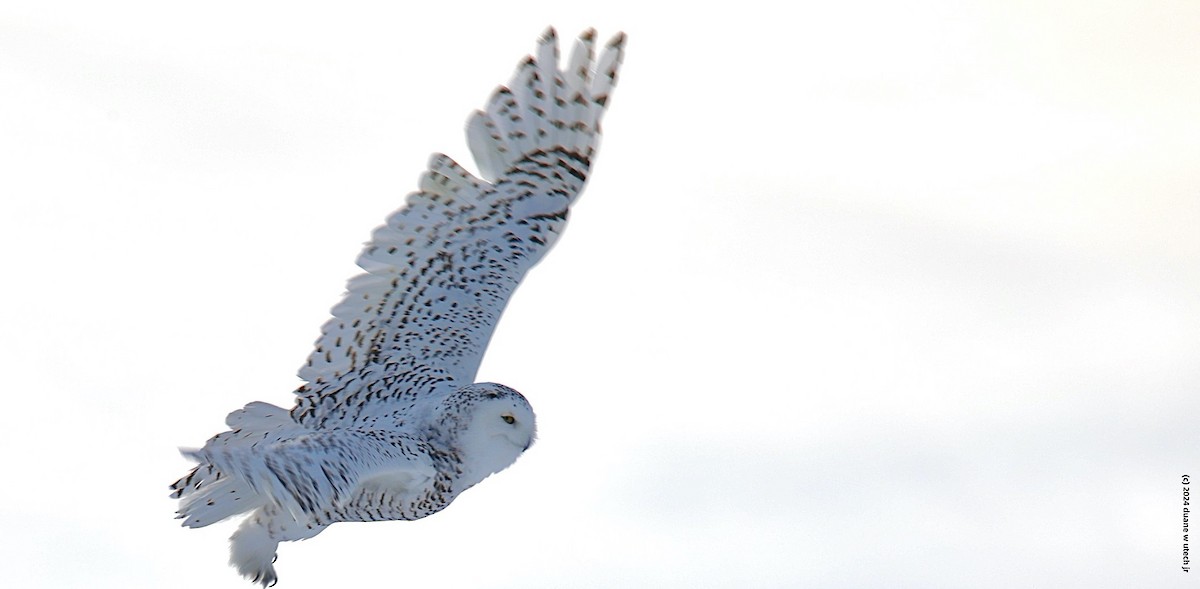 Snowy Owl - duane utech