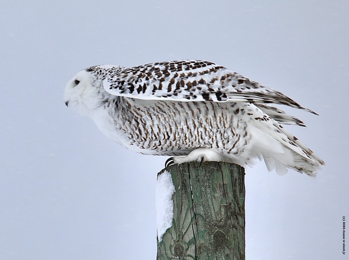 Snowy Owl - duane utech