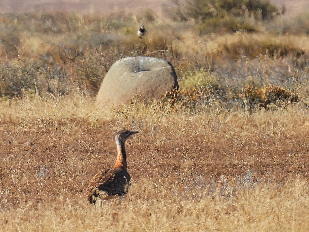 Avutarda de Namibia - ML615048989