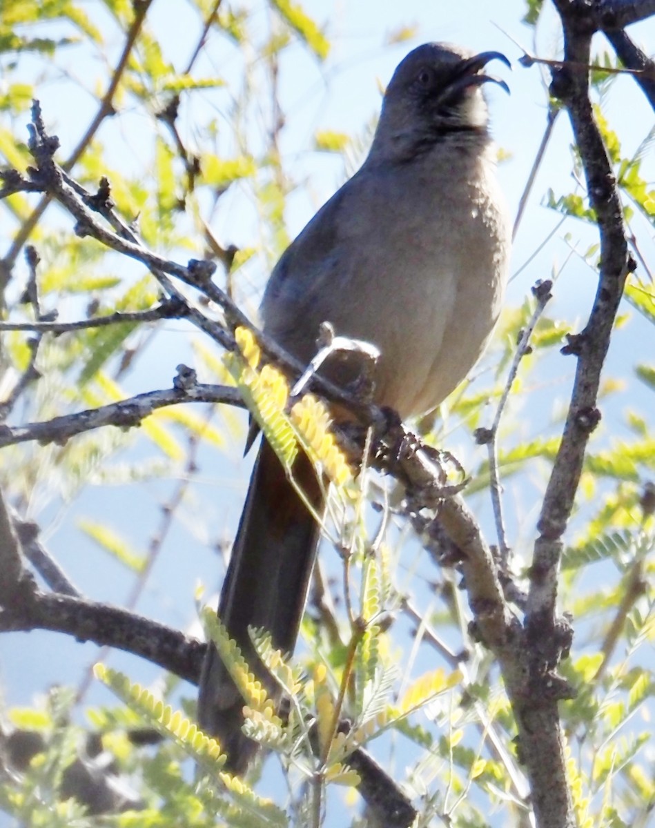 Crissal Thrasher - ML615049053