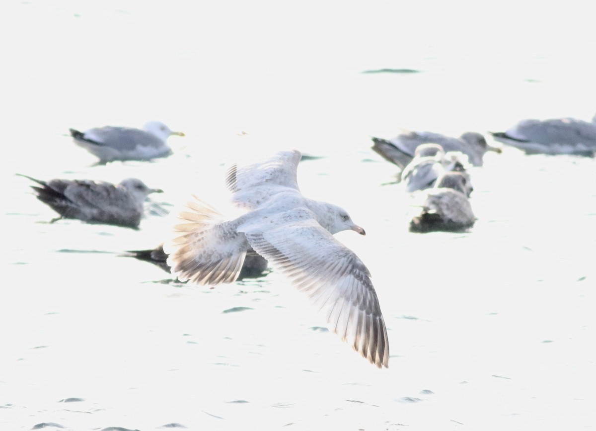 Herring x Glaucous Gull (hybrid) - ML615049075