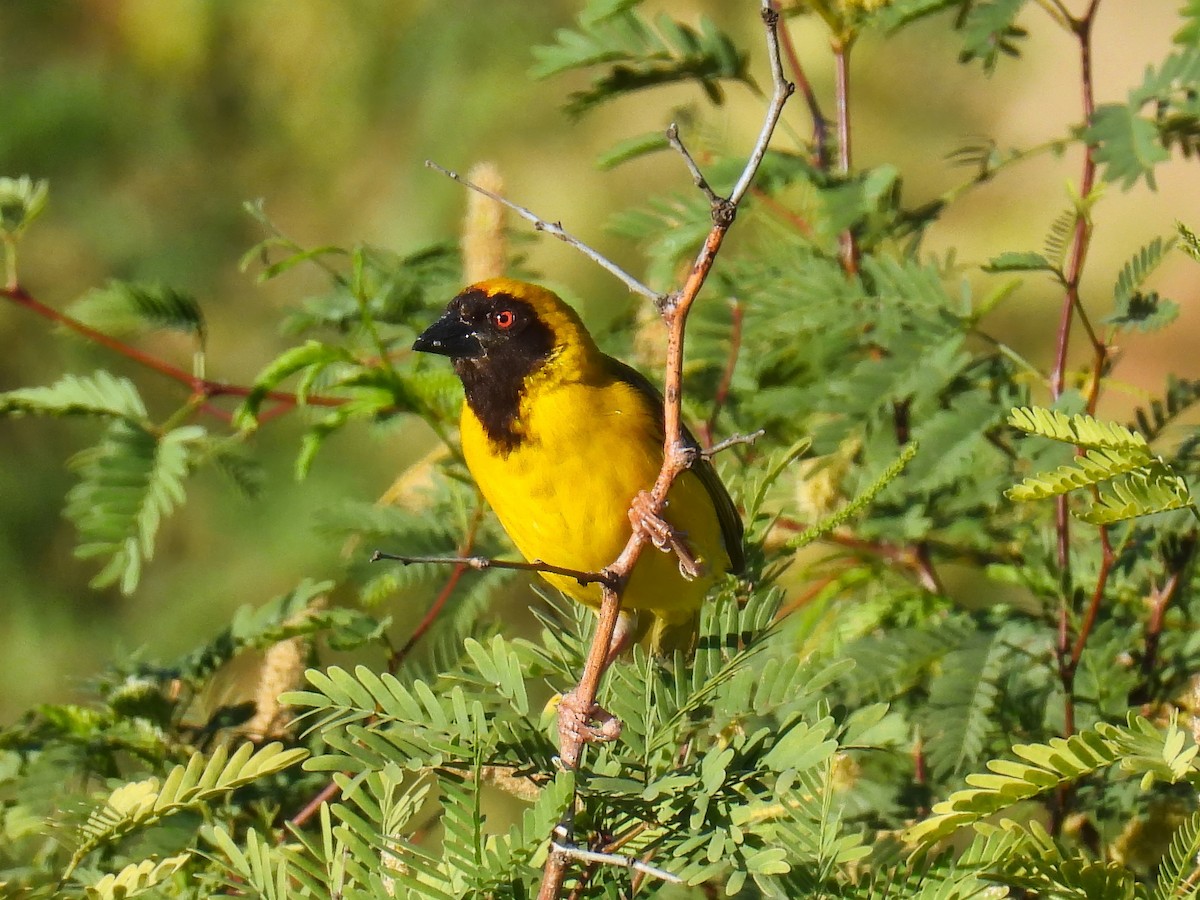 Southern Masked-Weaver - ML615049098