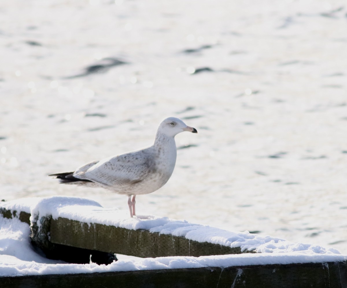 Herring x Glaucous Gull (hybrid) - ML615049112