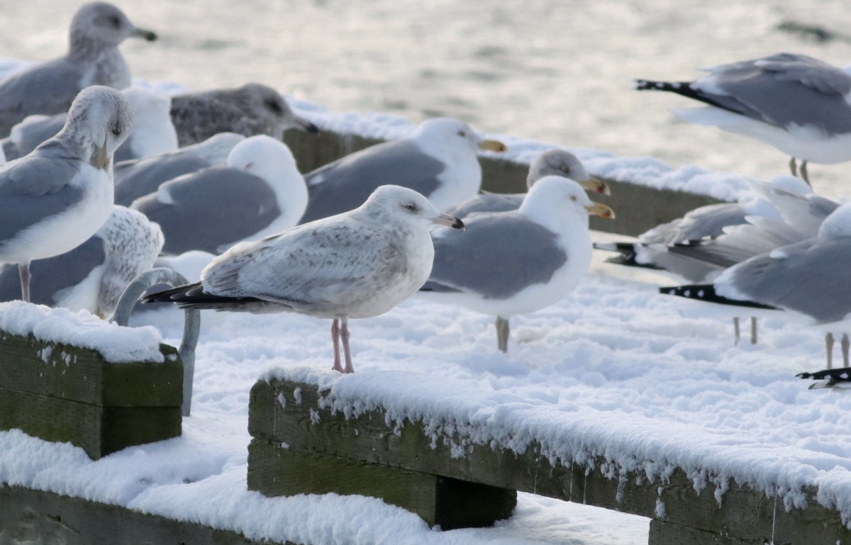 Herring x Glaucous Gull (hybrid) - ML615049155