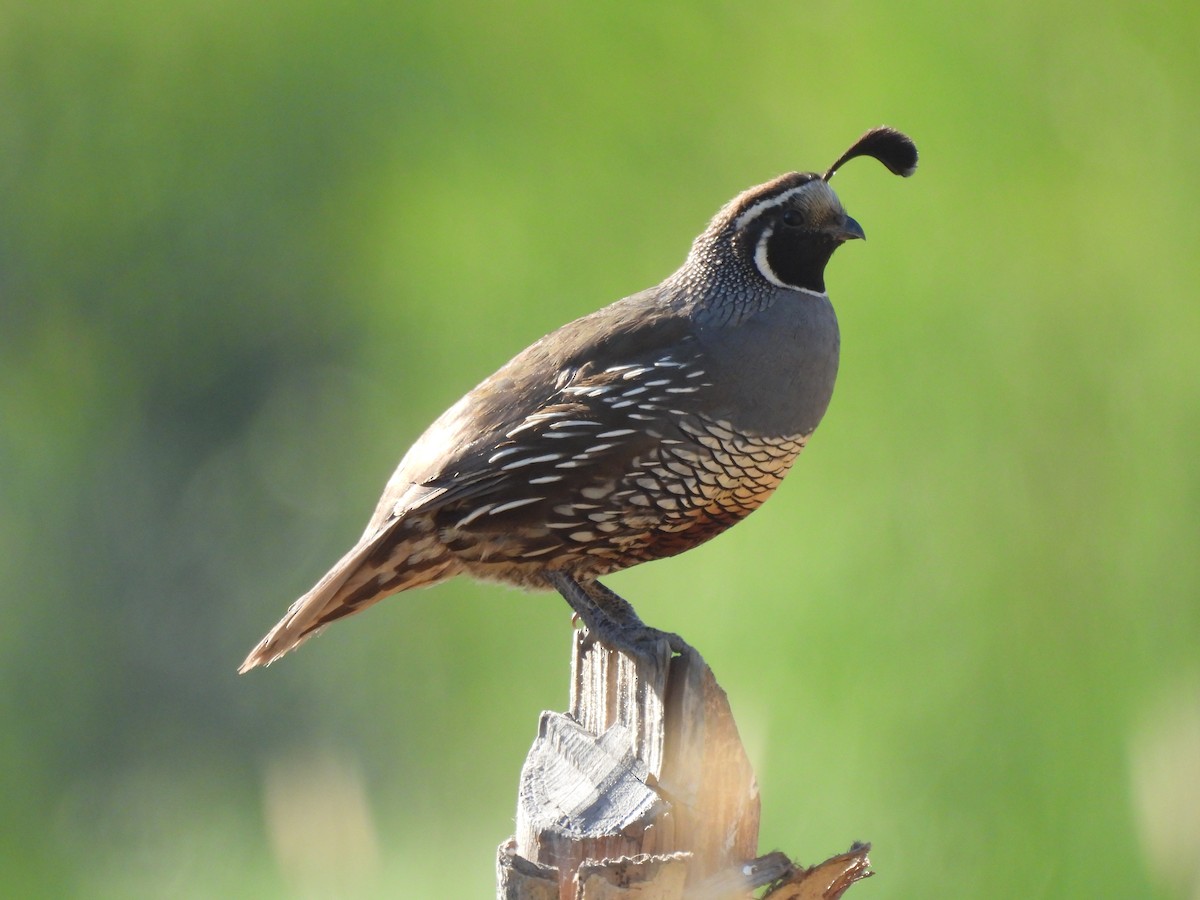 California Quail - Roddy Jara Yáñez