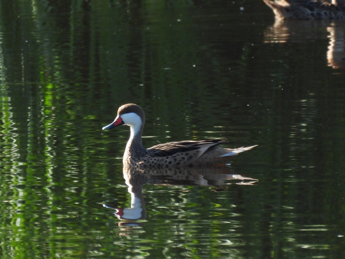 White-cheeked Pintail - ML615049201