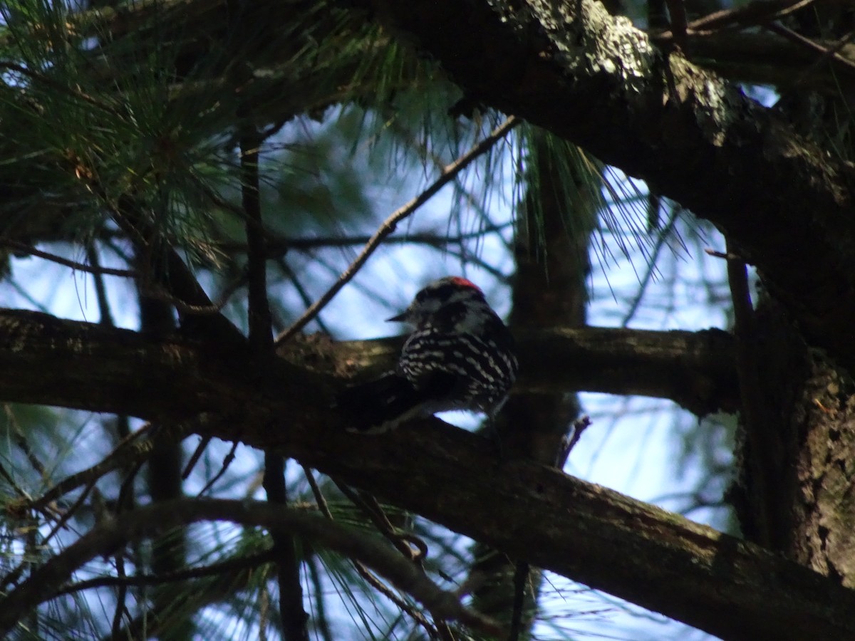 Downy Woodpecker - ML615049250