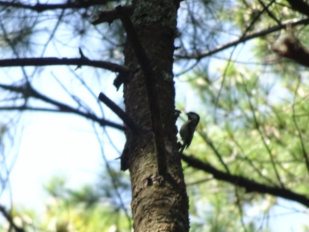 Black-capped Chickadee - ML615049265