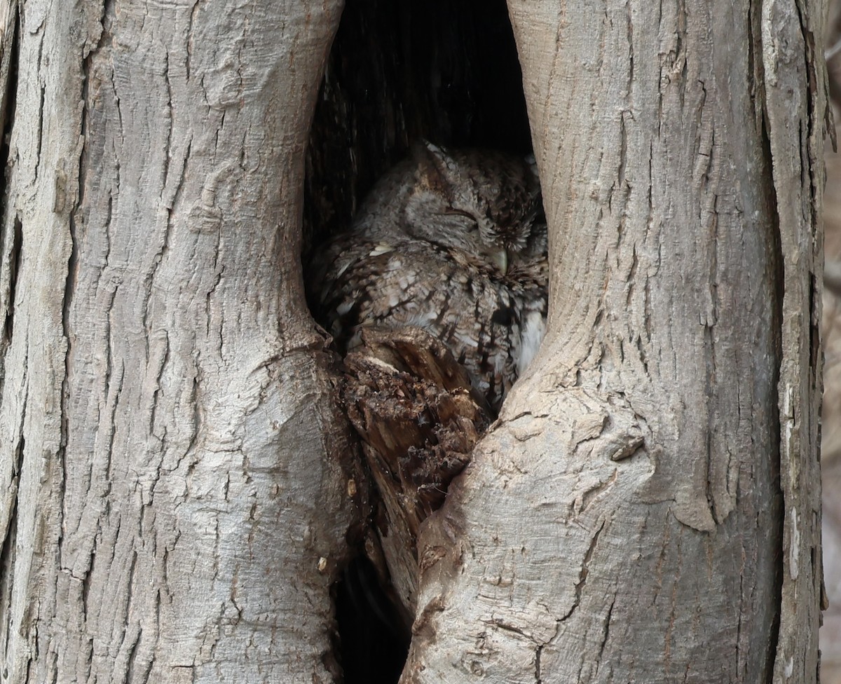 Eastern Screech-Owl - ML615049287