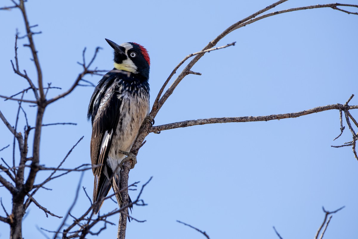 Acorn Woodpecker - ML615049288