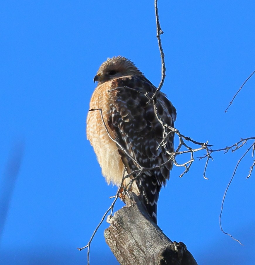 Red-shouldered Hawk - Nik Teichmann