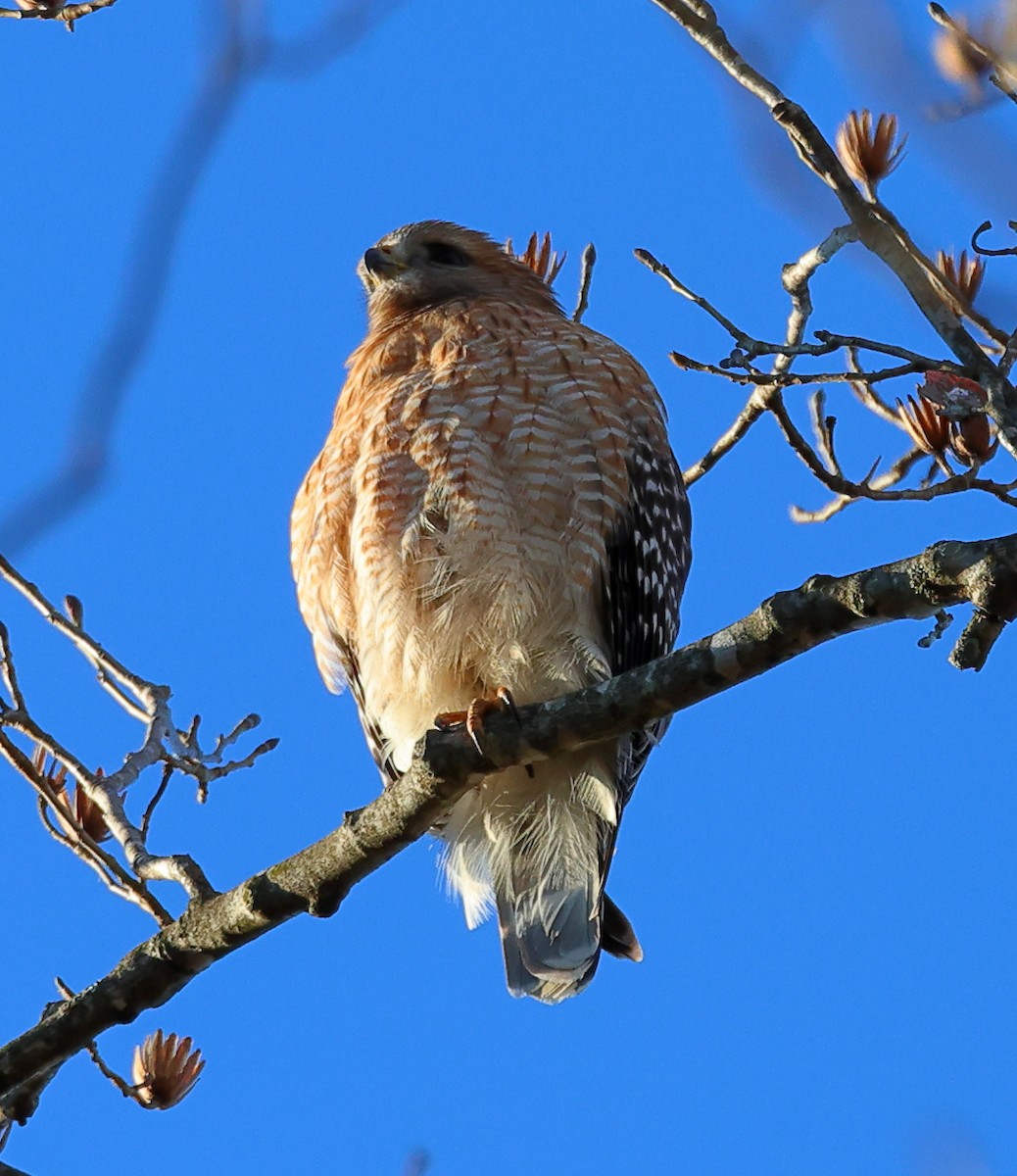 Red-shouldered Hawk - ML615049301