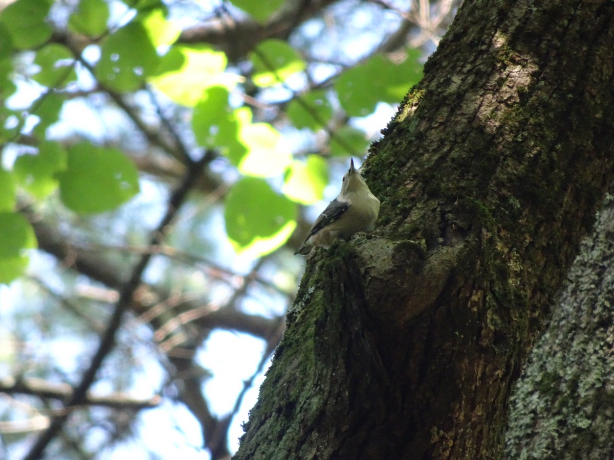 White-breasted Nuthatch - ML615049317