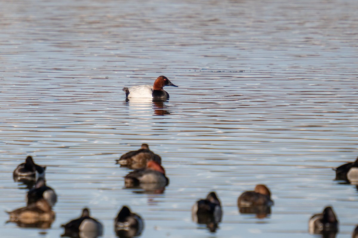 Canvasback - ML615049321