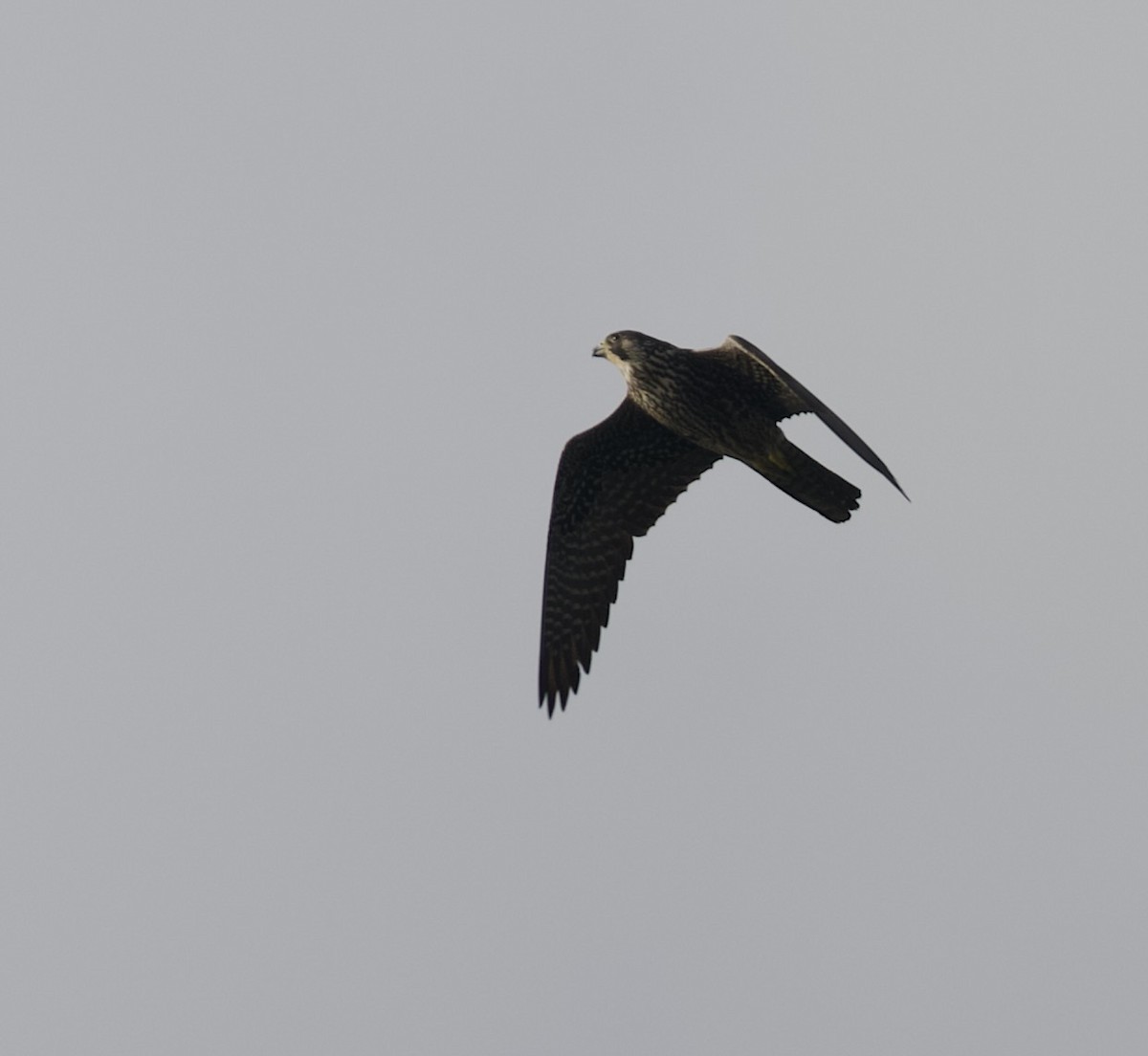 Peregrine Falcon - ML615049329