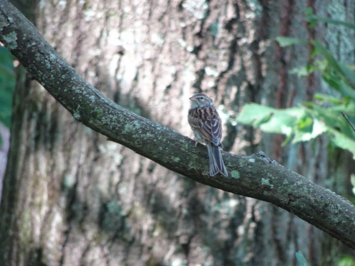Chipping Sparrow - ML615049356