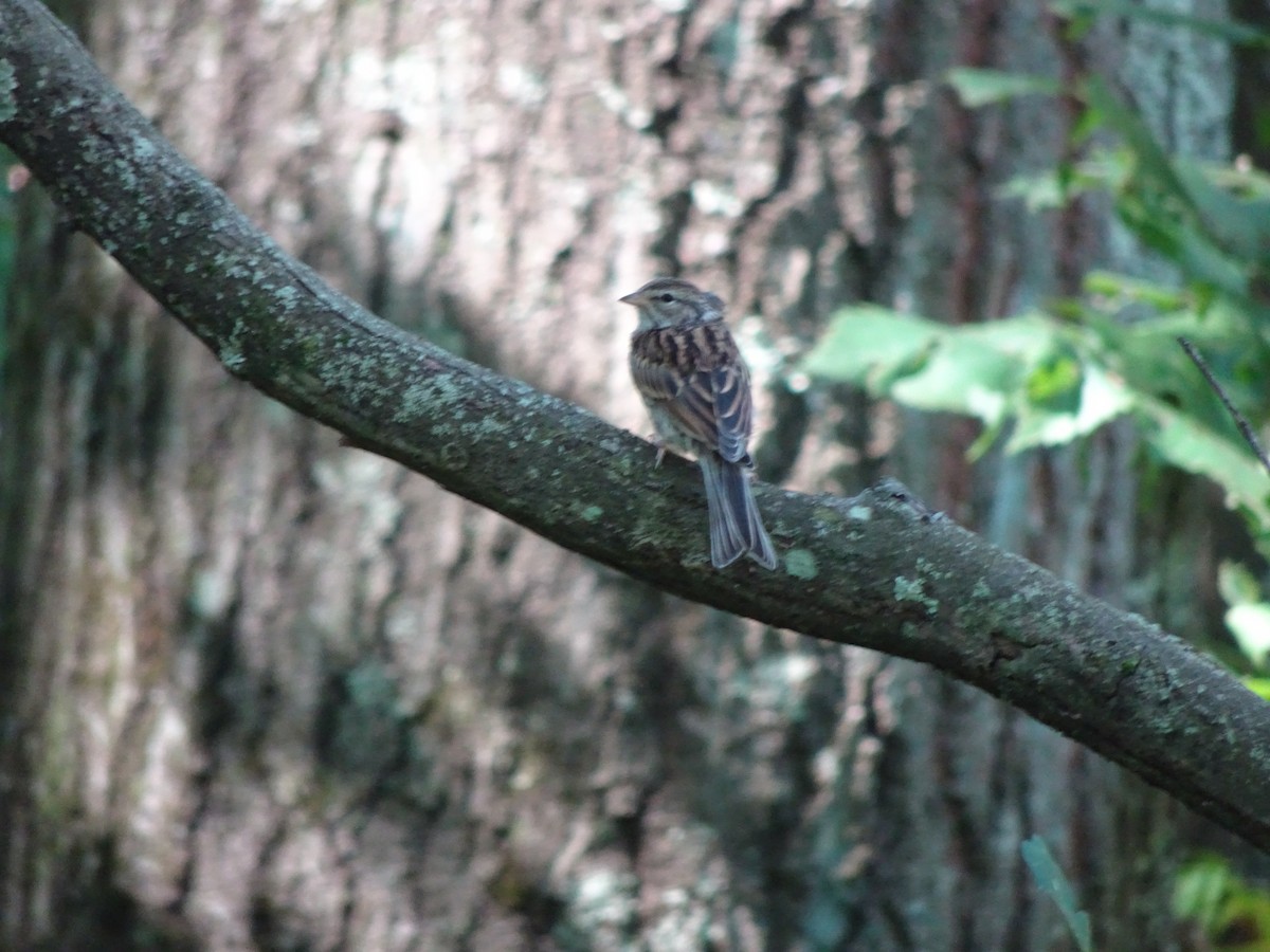 Chipping Sparrow - ML615049357