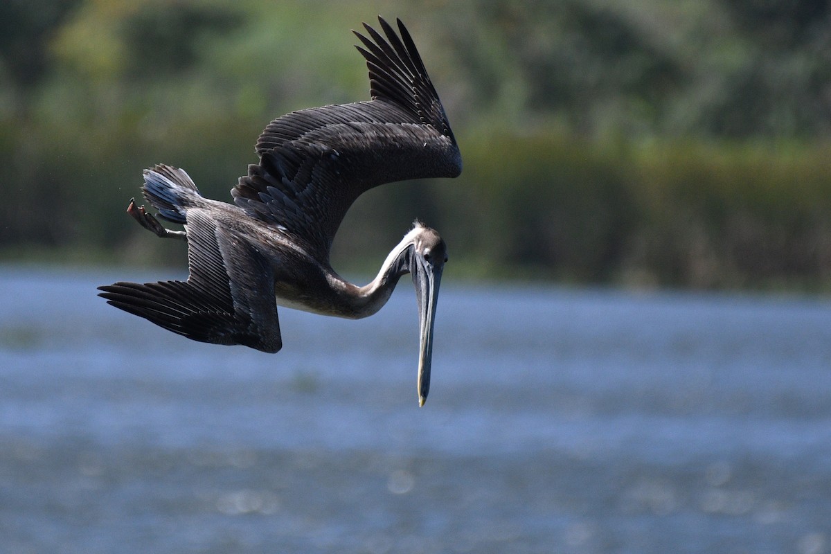 Pélican brun (occidentalis/murphyi) - ML615049387