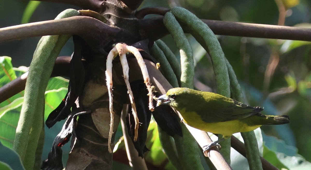 Thick-billed Euphonia - Guillermo O