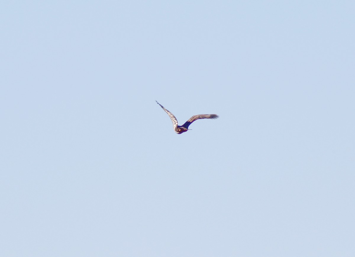 Белоголовый орлан - ML615049458