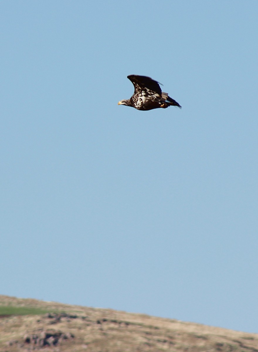 Bald Eagle - Shannon Hodgson