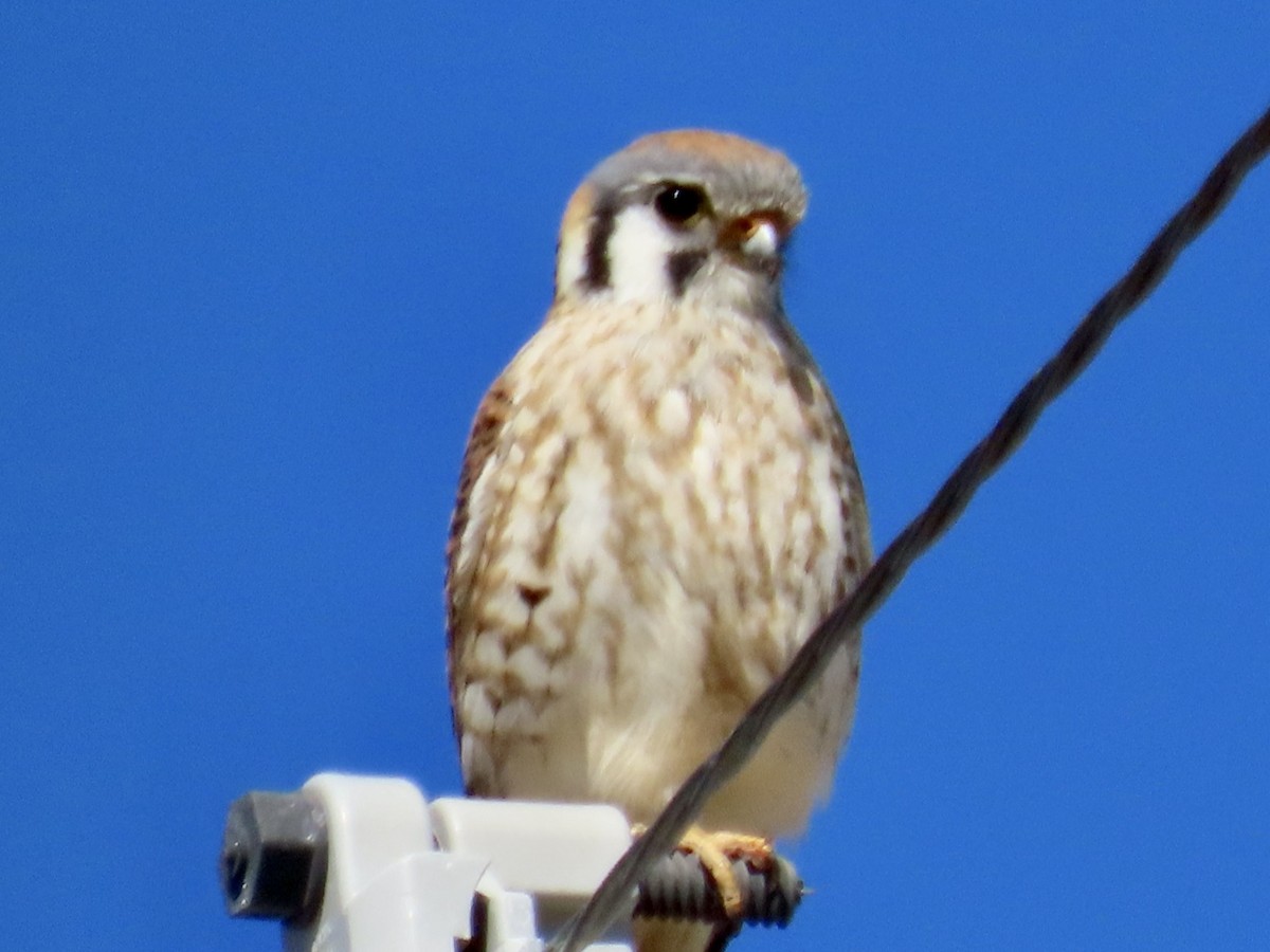 American Kestrel - ML615049462