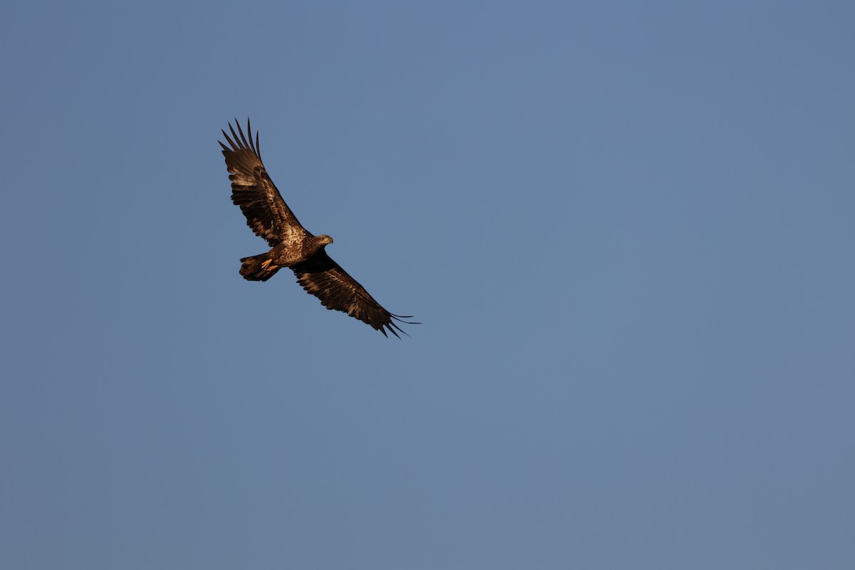 Bald Eagle - ML615049472