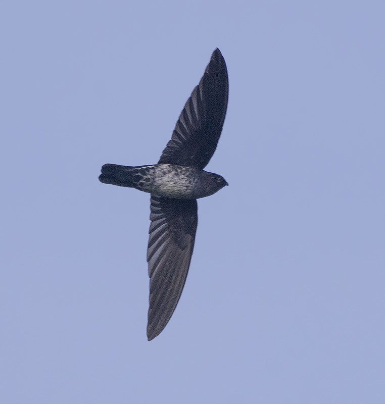 Plume-toed Swiftlet - Rejaul Karim