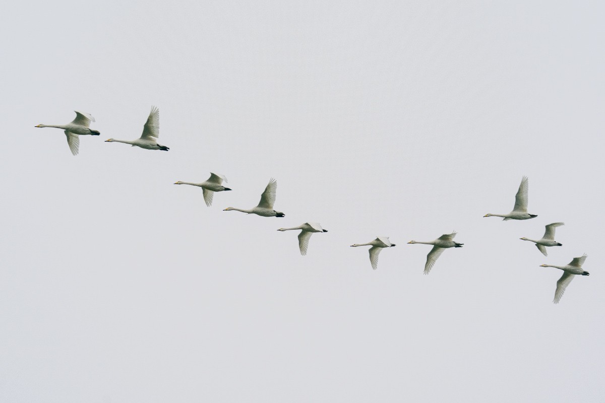 Whooper Swan - ML615049532