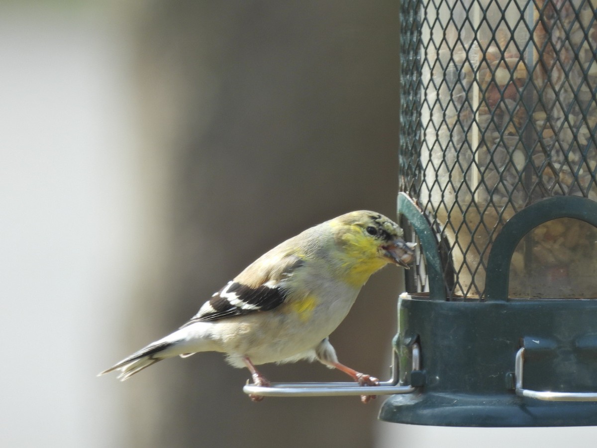 American Goldfinch - Suzanne Phelps