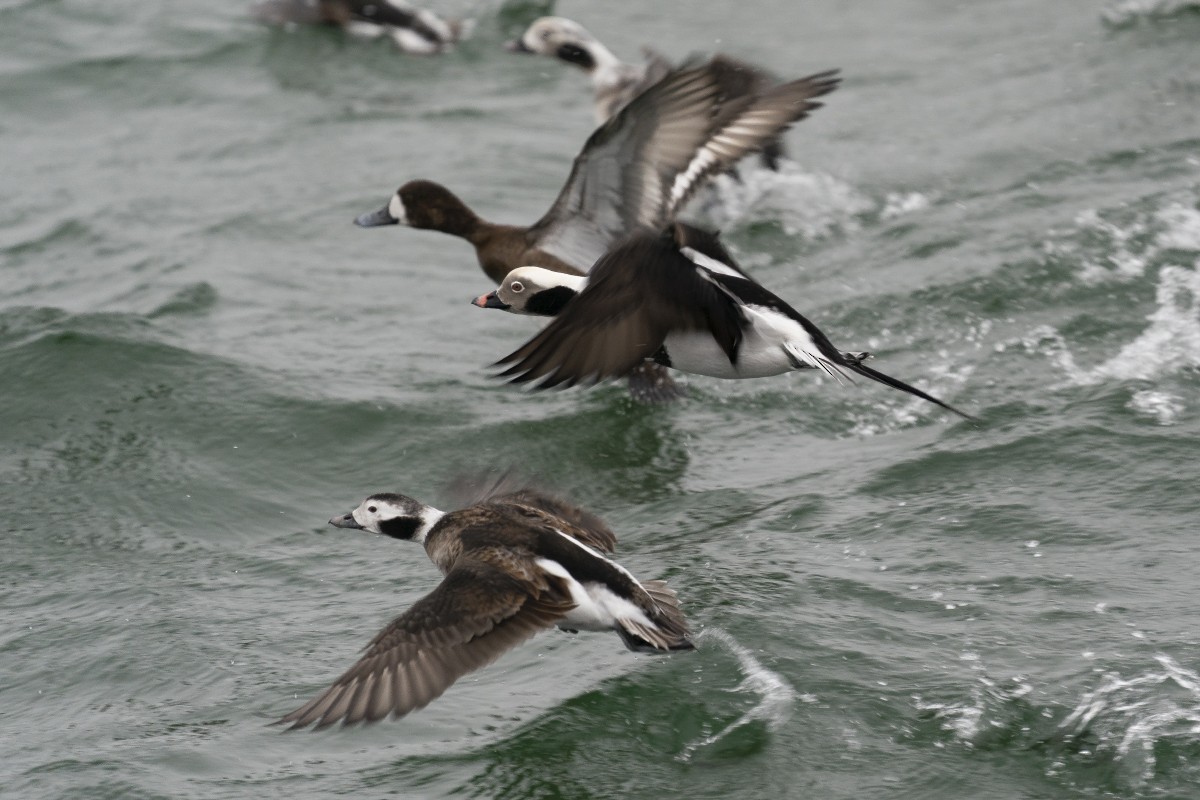 Long-tailed Duck - ML615049579