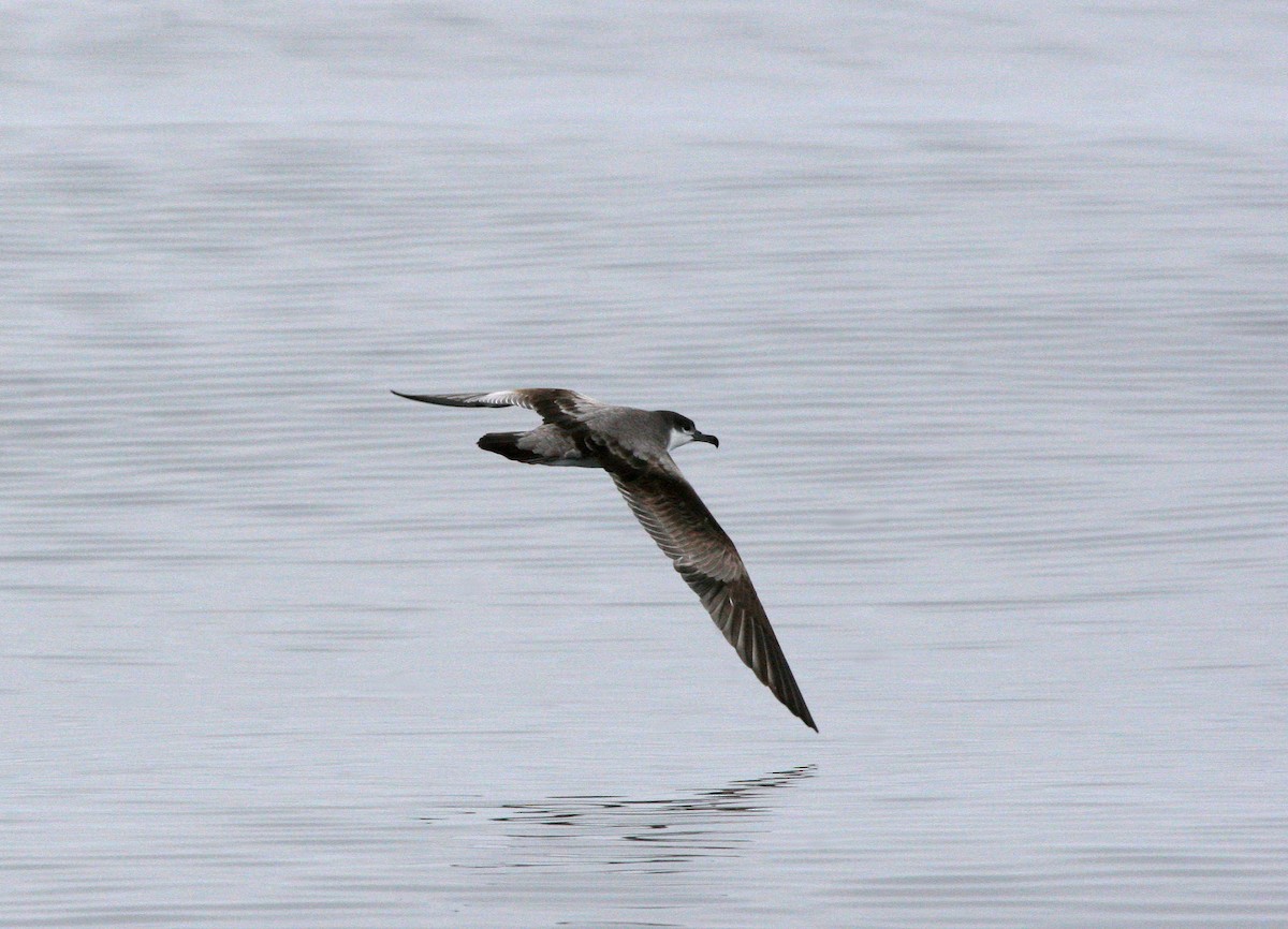 Buller's Shearwater - ML615049581