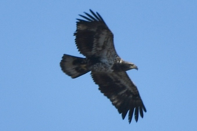 Bald Eagle - Mary Walsh