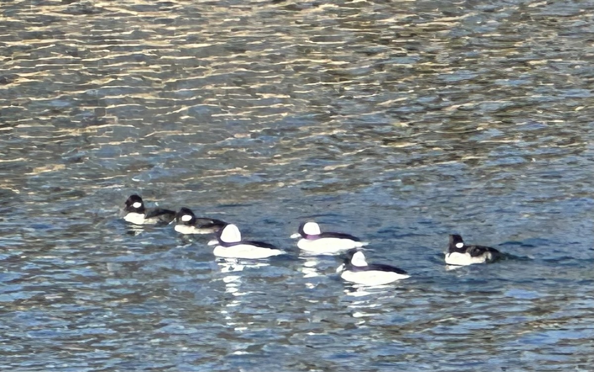 Bufflehead - ML615049620
