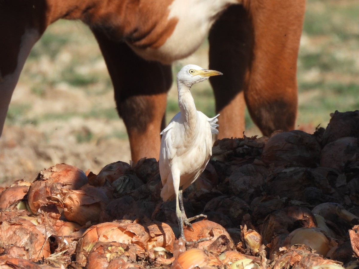Египетская цапля (ibis) - ML615049630