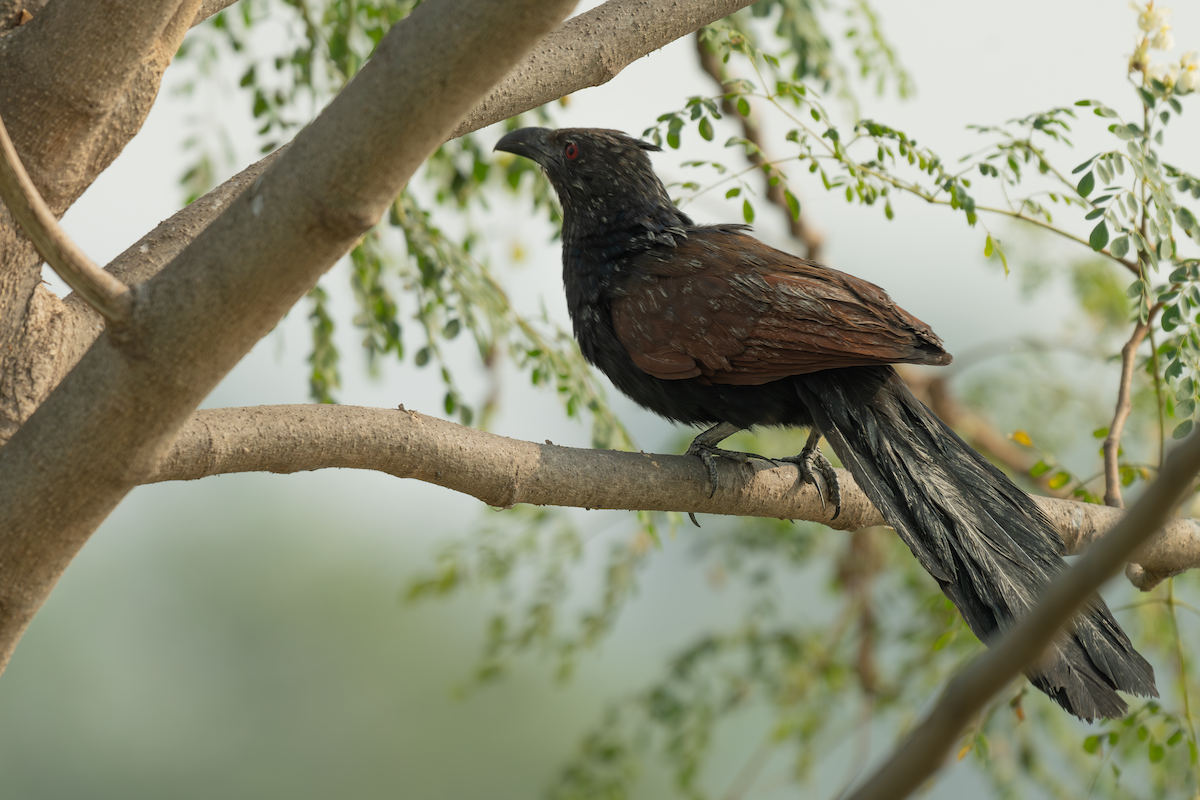 Greater Coucal - ML615049693