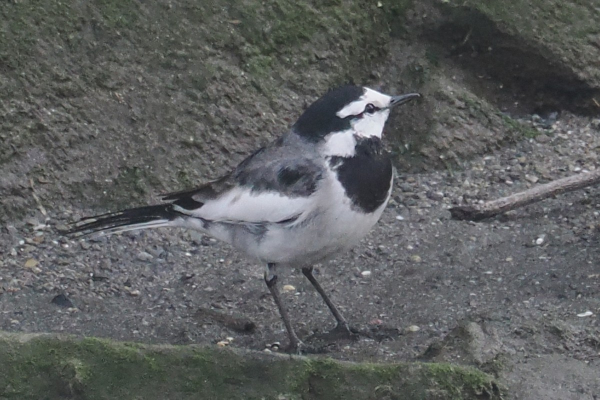 White Wagtail - Donna Pomeroy
