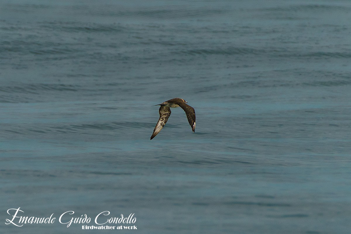 Parasitic Jaeger - ML615049713