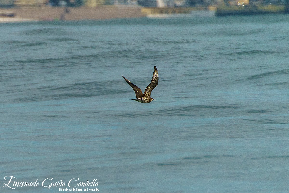 Parasitic Jaeger - ML615049714