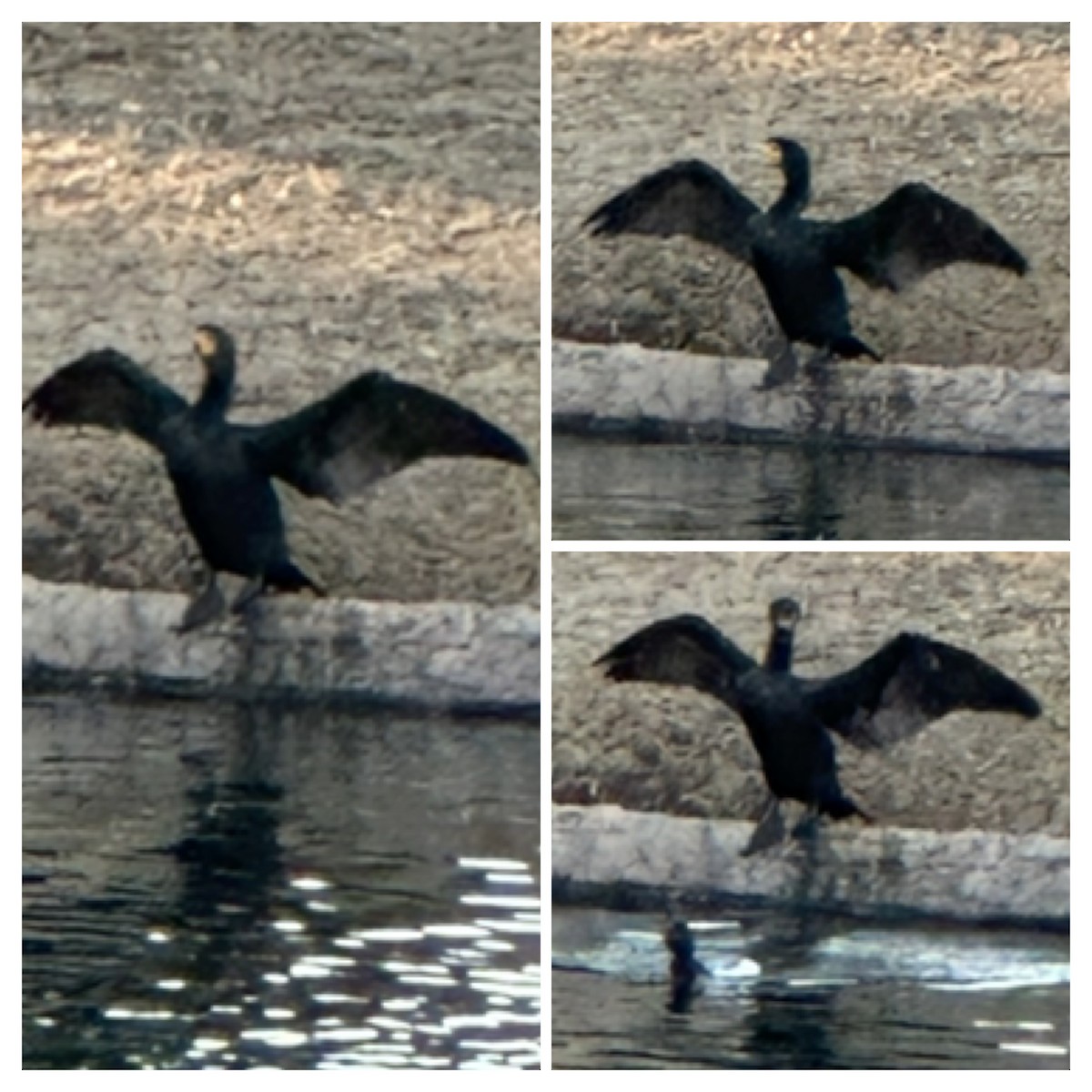 Neotropic Cormorant - ML615049762