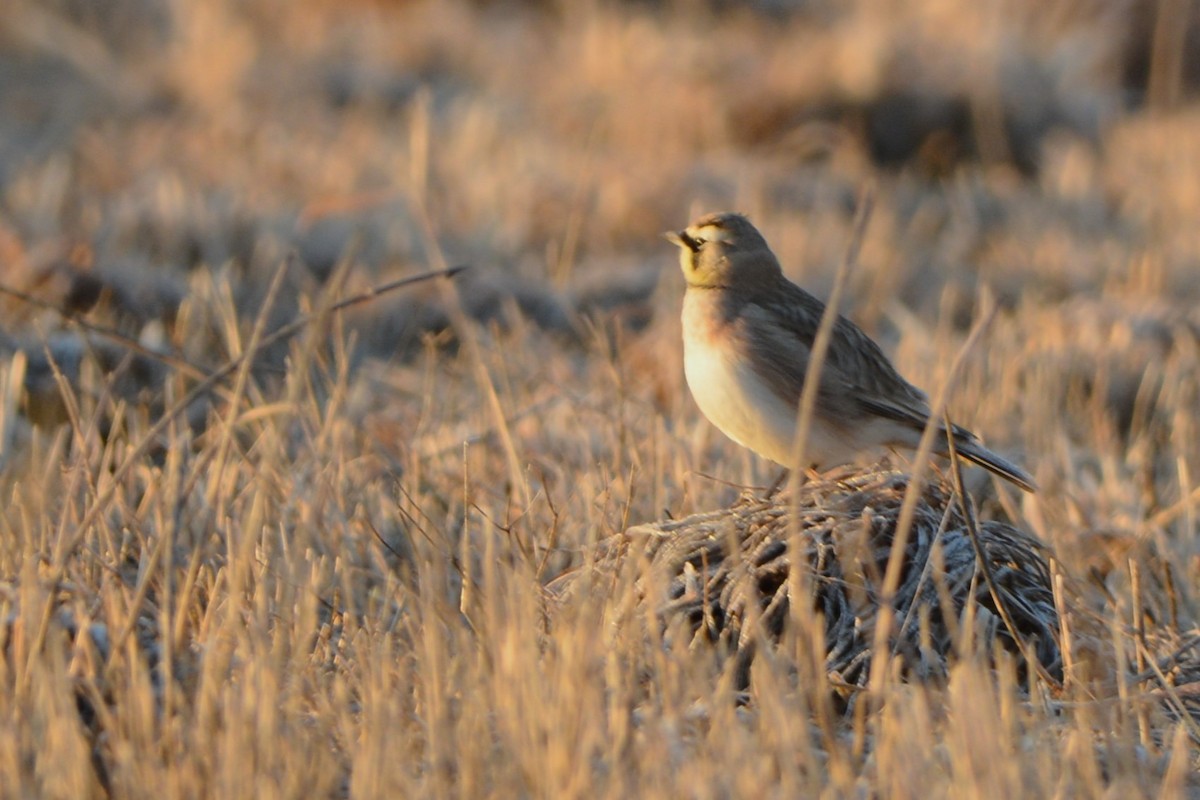 Horned Lark - ML615049828