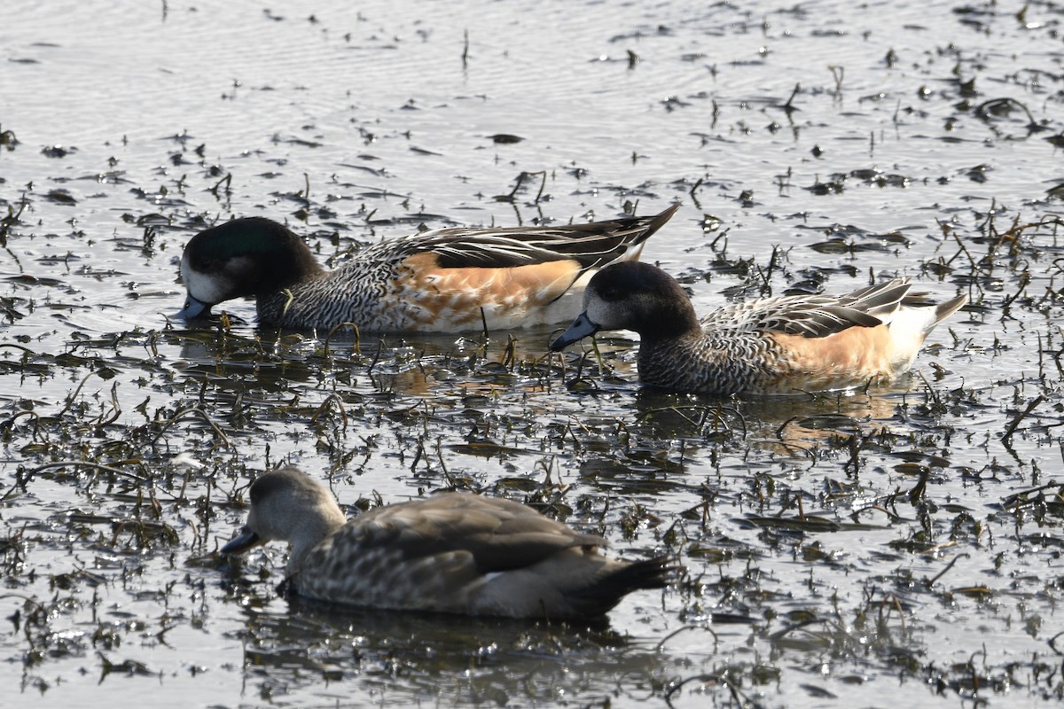 Chiloe Wigeon - ML615049850