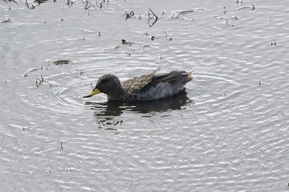 Yellow-billed Teal - ML615049858