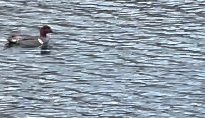 Ногоохон нугас - ML615049873