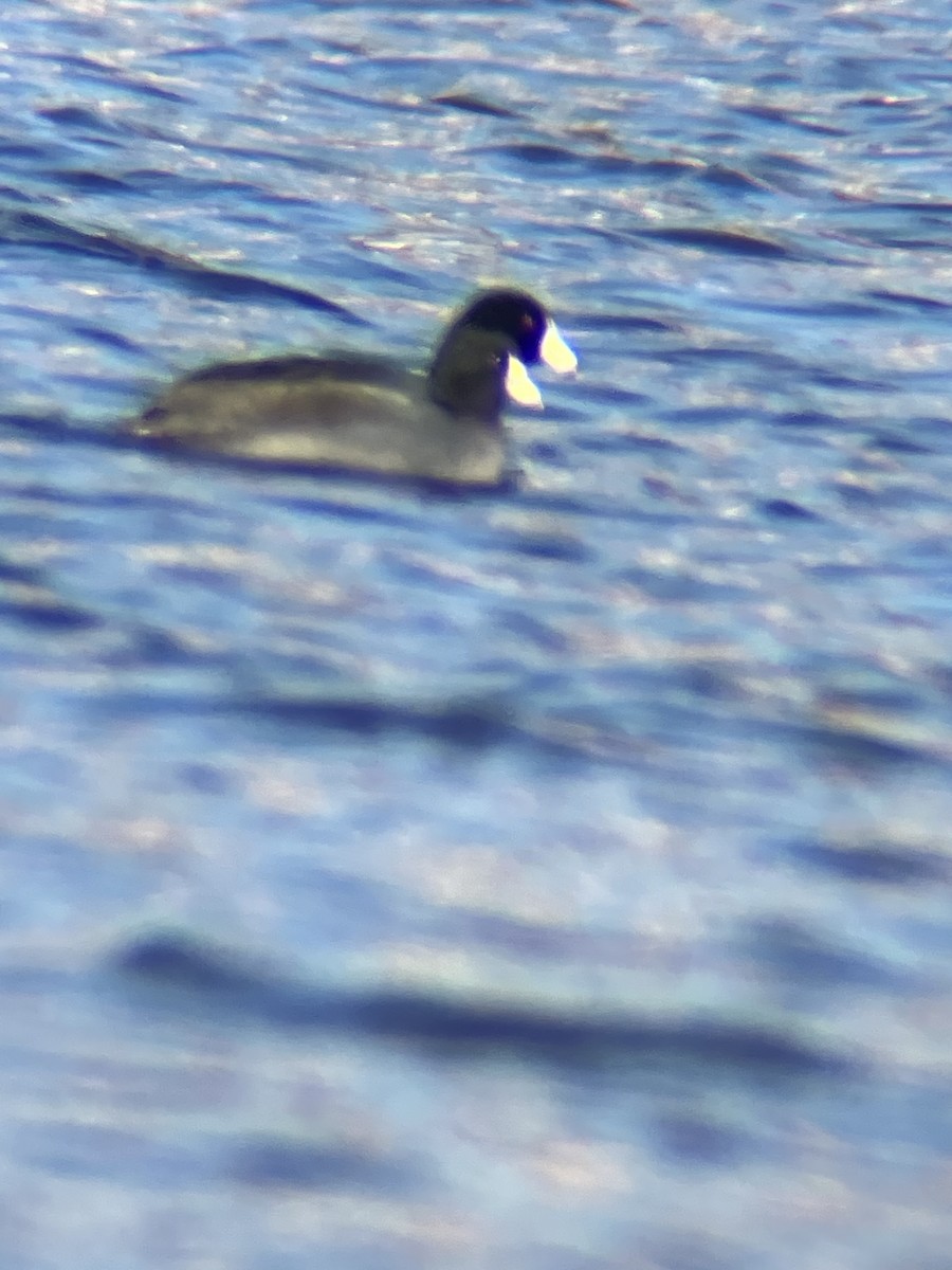 American Coot - ML615049877