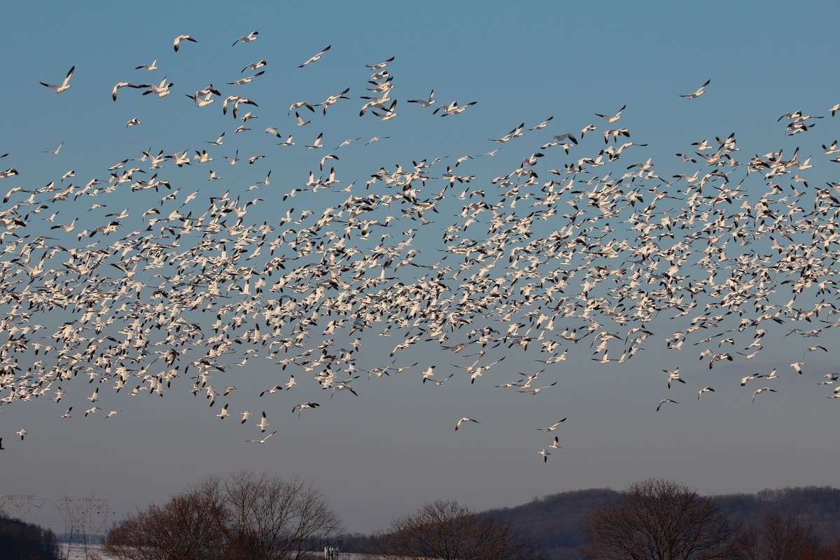 Snow Goose - ML615049928