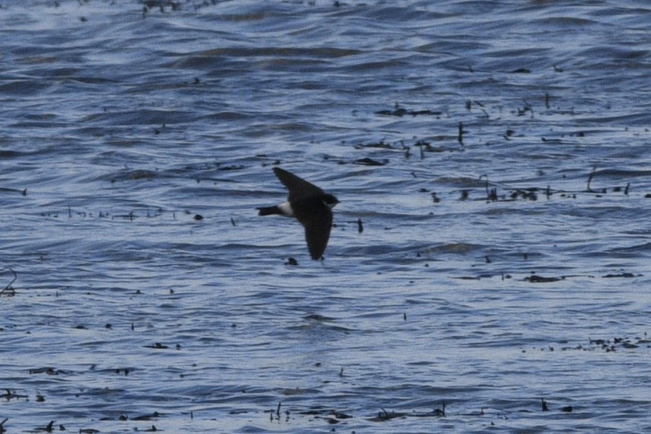 Chilean Swallow - ML615050036